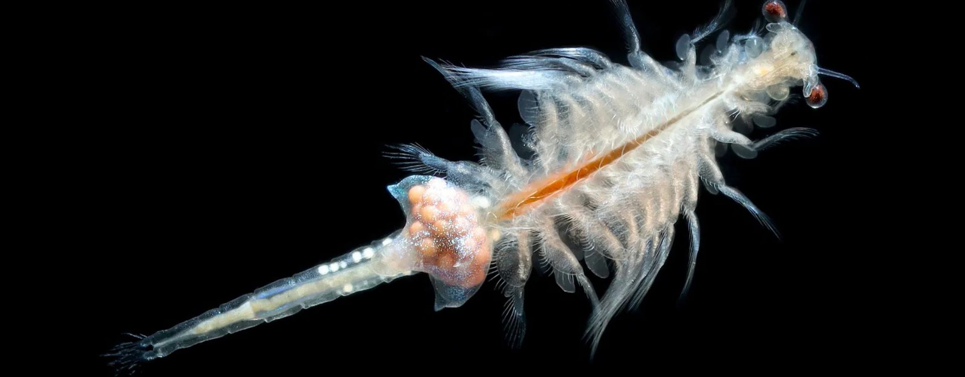 Artemia Salina